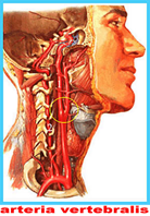 a-vertebralis.jpg